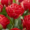 Tulip Double Pamplona Bulbs