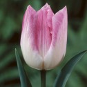 Tulip Triumph First Class...