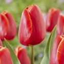 Tulip Triumph Verandi Bulbs