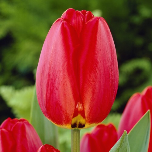 Tulip Darwin Parade Bulbs