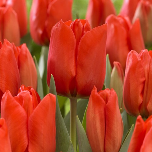Tulip Darwin Lalibela Bulbs