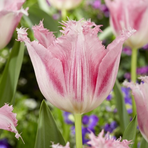 Tulip Lily Sarah Raven Bulbs