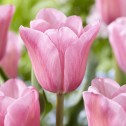 Tulip Triumph Mistress Bulbs