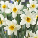 Narcissus Sweet Love Bulbs