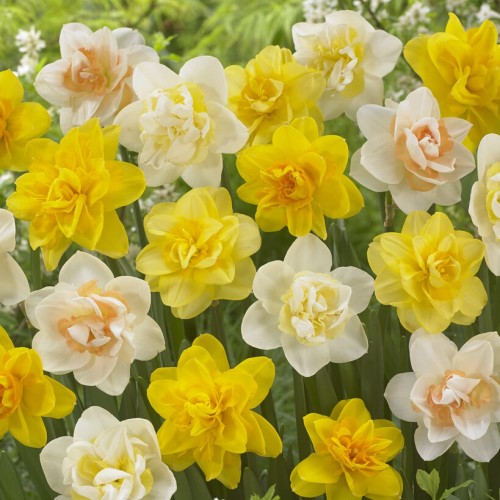 Daffodil Double Mixed