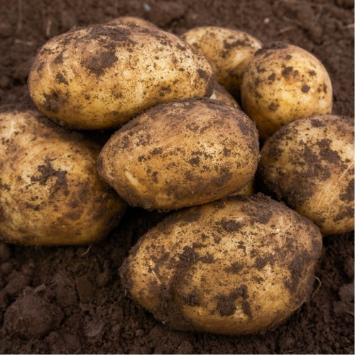 Caledonian Pearl Seed Potato