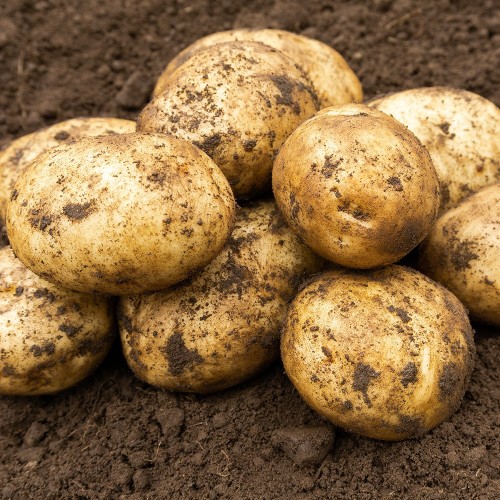 Maris Bard Seed Potato