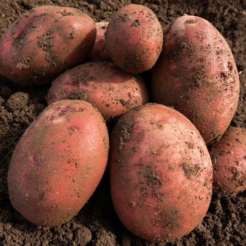 Red Duke Of York Seed Potato