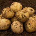 Casablanca Seed Potato