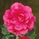 Begonia Double Pink Bulbs