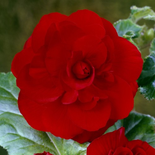 Begonia Double Red Bulbs