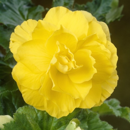 Begonia Double Yellow Bulbs