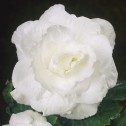 Begonia Double White Bulbs