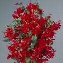 Begonia Pendula Red Bulbs