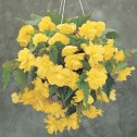 Begonia Pendula Yellow Bulbs