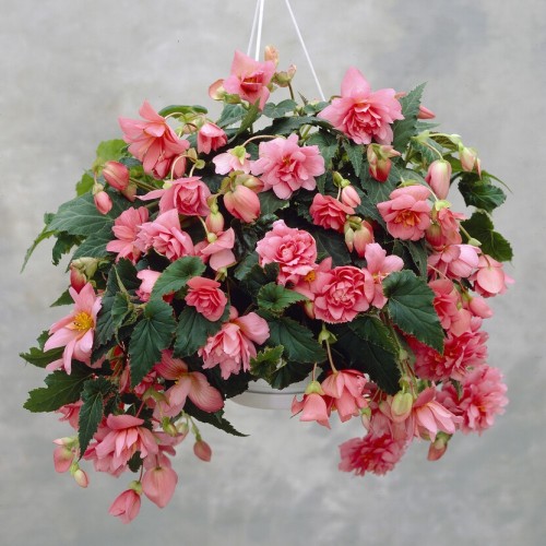 Begonia Pendula Pink Bulbs