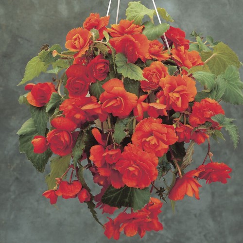 Begonia Pendula Orange Bulbs