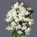 Begonia Pendula White Bulbs