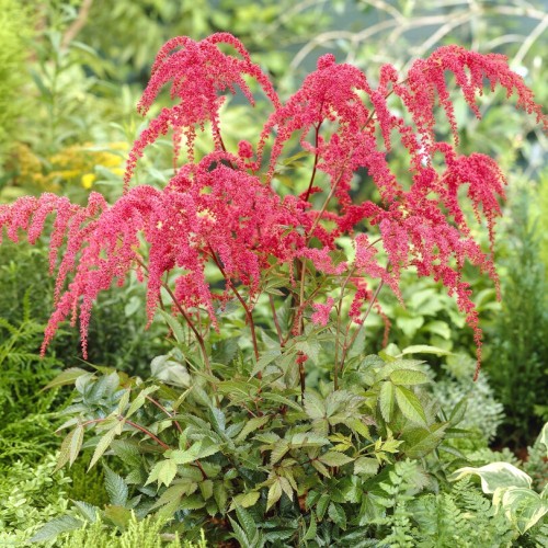 Astilbe Red Charm Bulbs