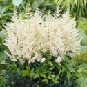 Astilbe Diamant Bulbs