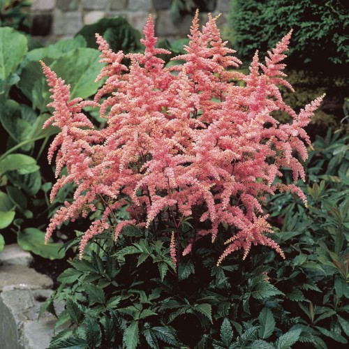 Astilbe Bressingham Beauty...