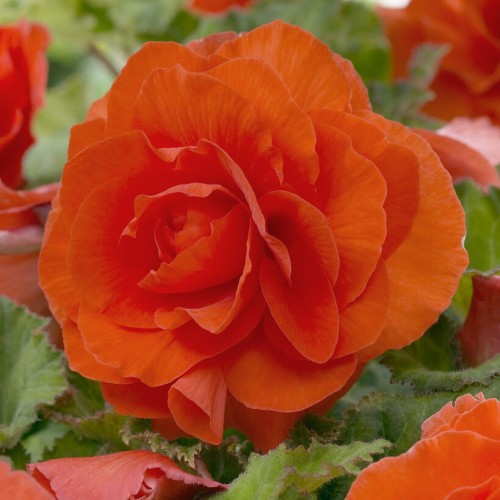 Begonia Double Orange Bulbs