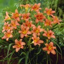 Hemerocallis Pink Damask Bulbs