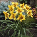 Hemerocallis Bonanza Bulbs