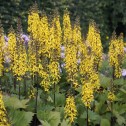 Ligularia Przewalski Bulbs