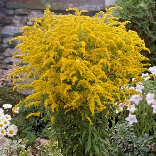 Solidago Citronella Bulbs