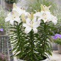 Lilium Gwen Bulbs