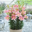 Lilium Foxtrot Bulbs