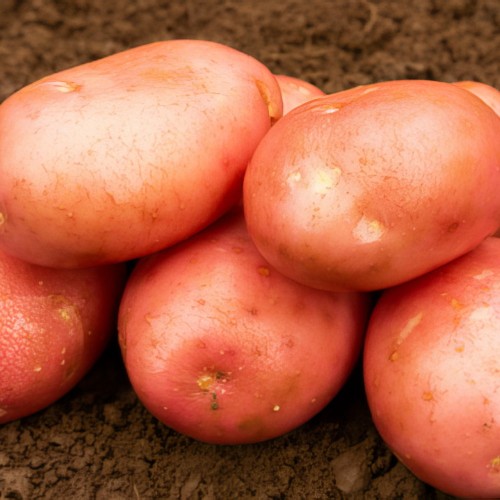 Kerrs Pink Seed Potato