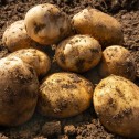 Duke of York Seed Potato