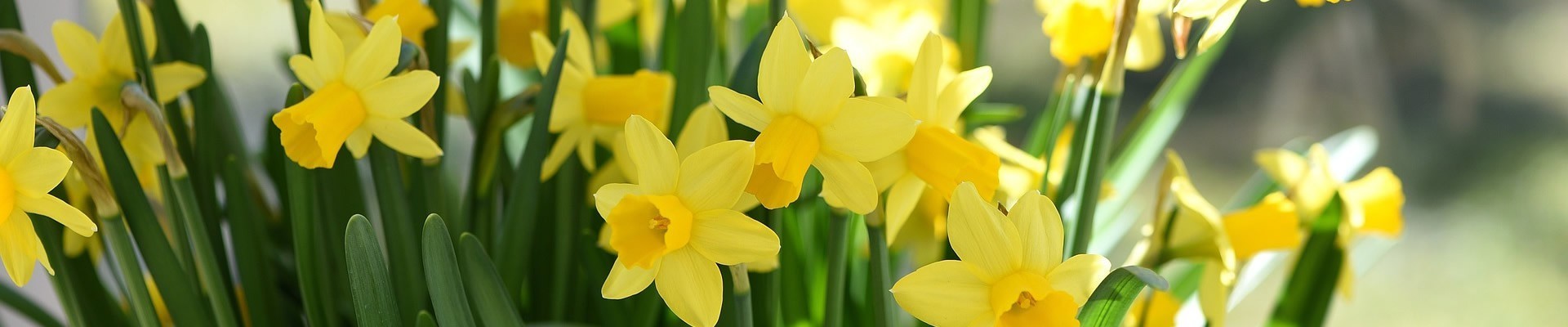 Miniature Daffodil Bulbs