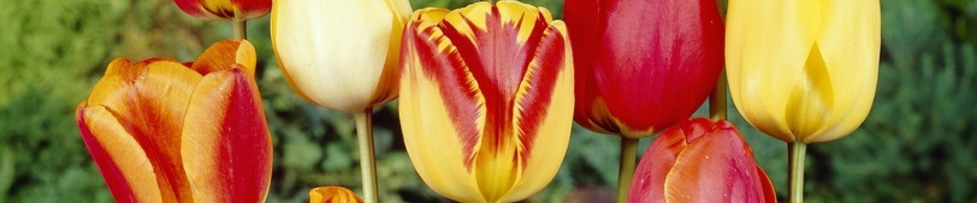 Darwin Hybrid Tulip Bulbs