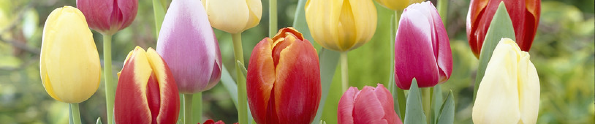 Triumph Tulip Bulbs