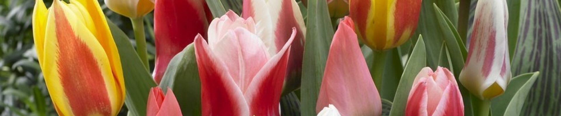 Dwarf Tulip Bulbs
