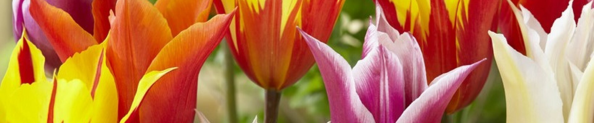 Lily Tulip Bulbs