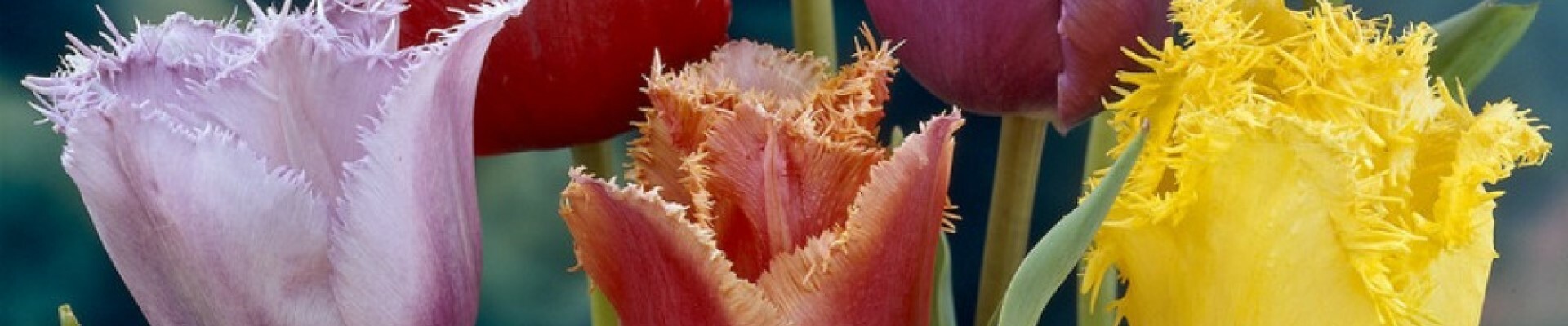 Fringed Tulip Bulbs