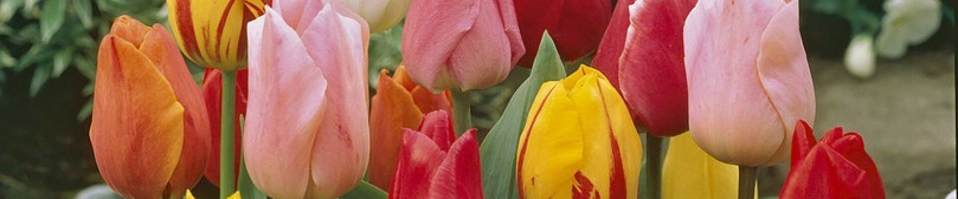Single Early Tulip Bulbs