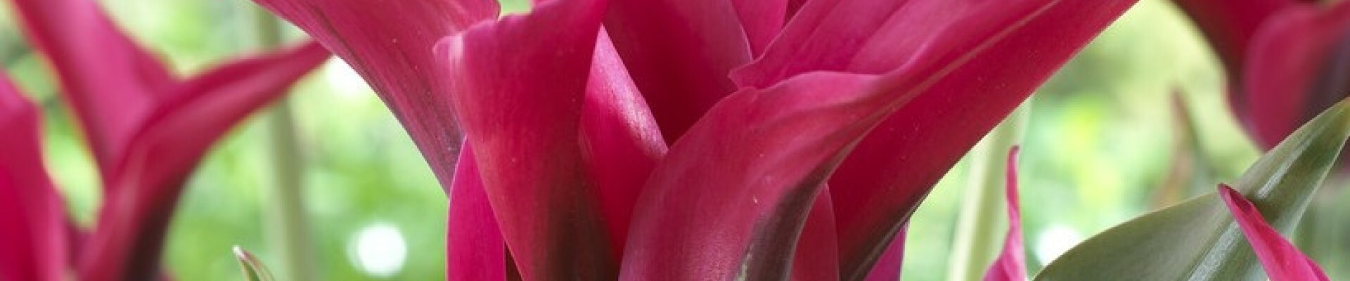 Viridiflora Tulip Bulbs