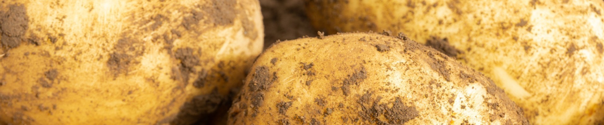 First Early Seed Potatoes