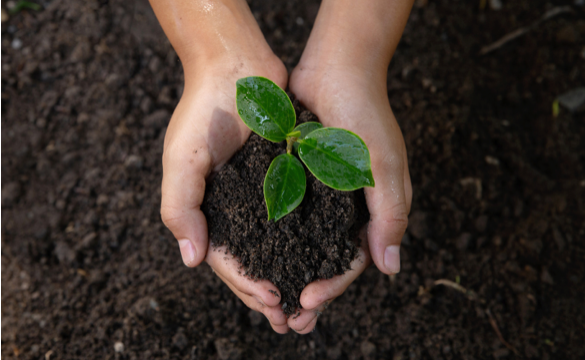 Soil Health 101: The Foundation Of A Thriving Garden