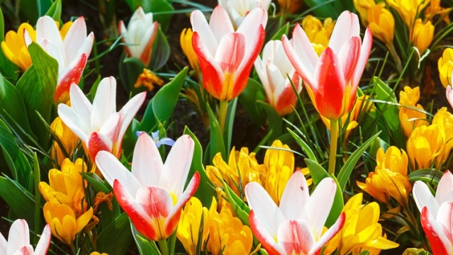 The Mythology of Flower Bulbs 