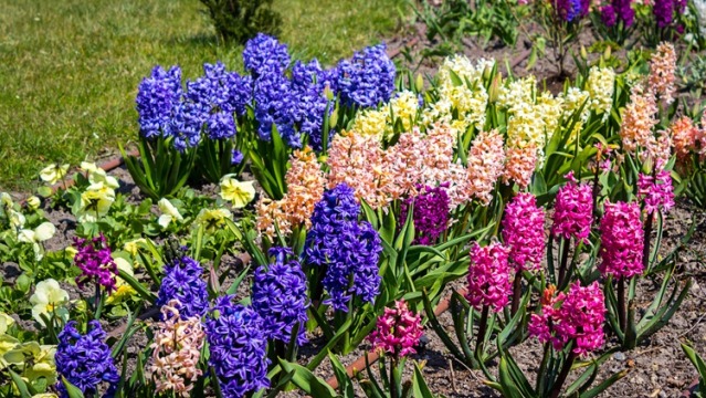 Flower Bulbs for Fragrance