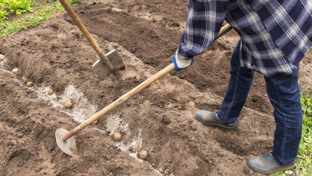 A Guide To Planting Seed Potatoes 