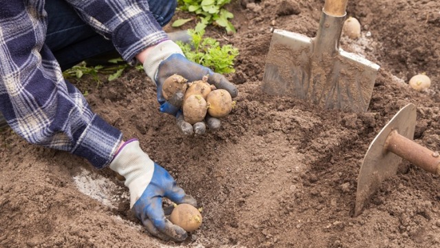 How to Chit Seed Potatoes: A Step-By-Step Guide