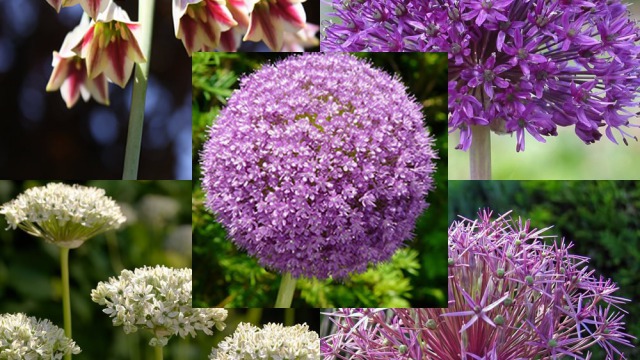 A Guide to Alliums