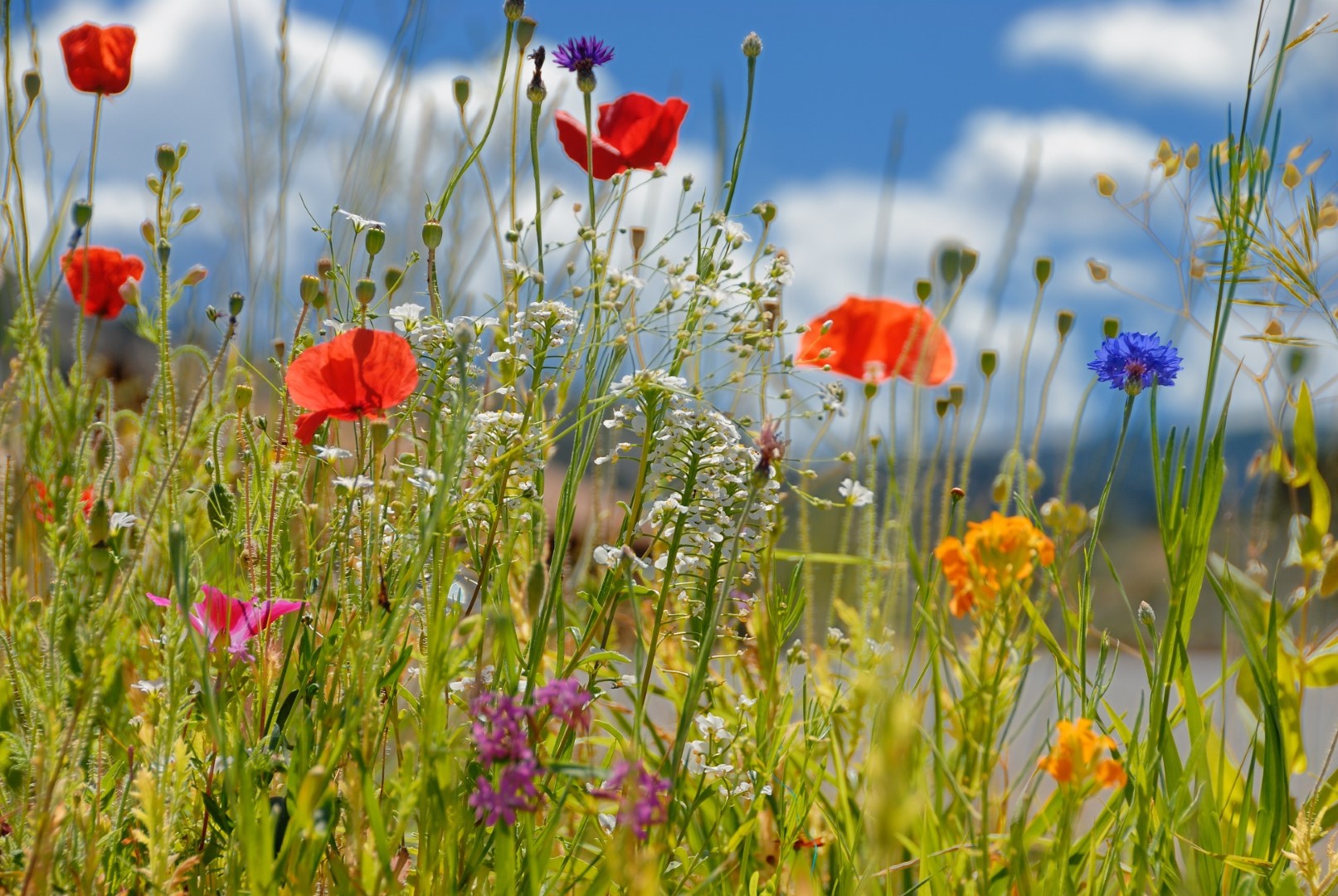 The Importance Of Wildflower Meadows The Boston Bulb Company Ltd